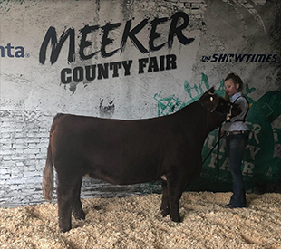 Netzke Show Cattle Winners