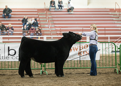 Reserve Champion AOB Steer
2023 Minnesota Beef Expo